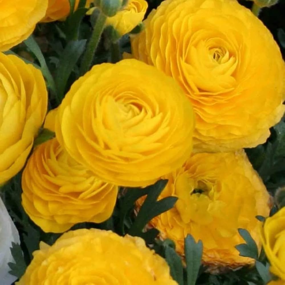 Rare Yellow Ranunculus Asiaticus Seeds – Bright Double Blooms for Spring Planting - Dharaseeds
