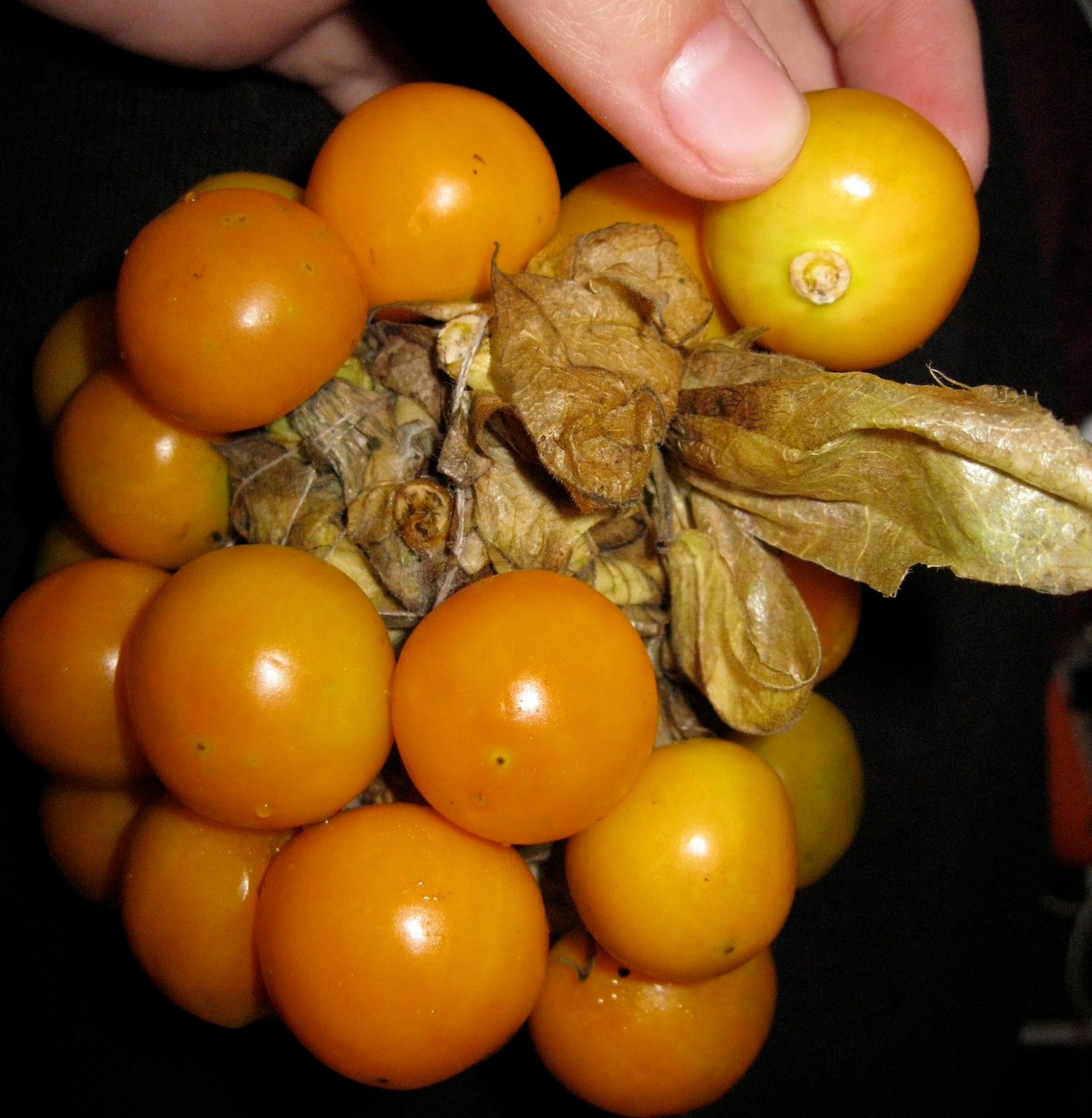 Peruvian Groundcherry (Physalis peruviana) – Sweet and Tangy Fruit with Health Benefits