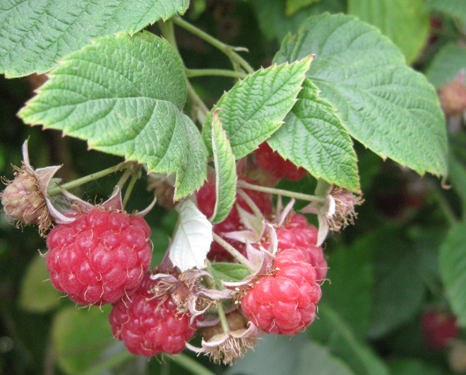 Encore Raspberry Plants