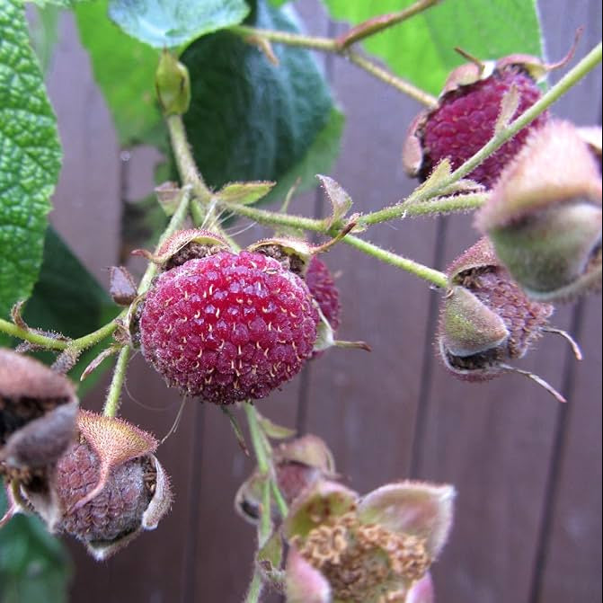 Raspberry canes growing from Rubus Idaeus seeds