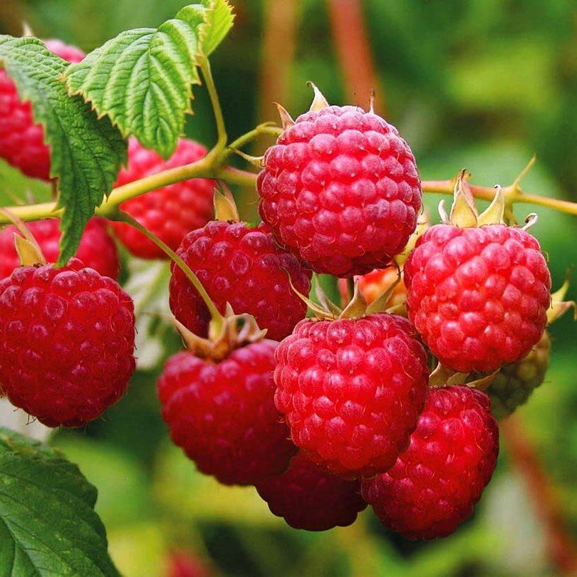 raspberry plant grown in container from seeds