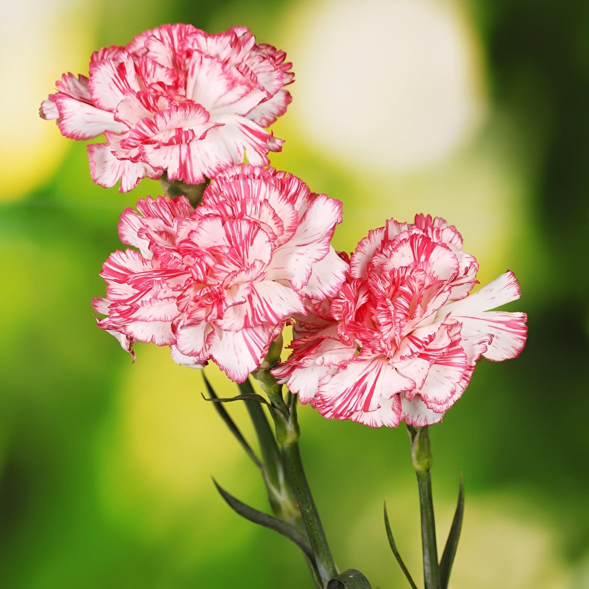 Raspberry Kräuselung Carnation Flower Seeds – Ruffled Raspberry Pink Blooms with Vintage Appeal - Dharaseeds