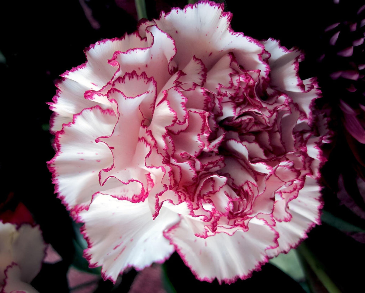 Raspberry Kräuselung Carnation Flower Seeds – Ruffled Raspberry Pink Blooms with Vintage Appeal - Dharaseeds