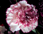 Raspberry Kräuselung Carnation Flower Seeds – Ruffled Raspberry Pink Blooms with Vintage Appeal - Dharaseeds