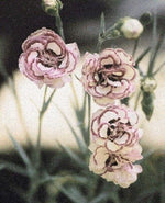 Raspberry Kräuselung Carnation Flower Seeds – Ruffled Raspberry Pink Blooms with Vintage Appeal - Dharaseeds