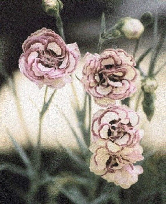 Raspberry Kräuselung Carnation Flower Seeds – Ruffled Raspberry Pink Blooms with Vintage Appeal - Dharaseeds