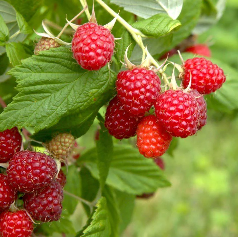 Raspberry Malve flower seeds for cottage gardens