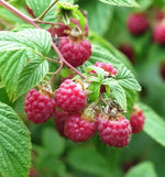 raspberry plant seedling growing in pot home garden