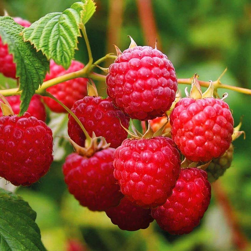 Purple blossom raspberry seeds for home garden growing