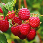 Purple blossom raspberry seeds for home garden growing