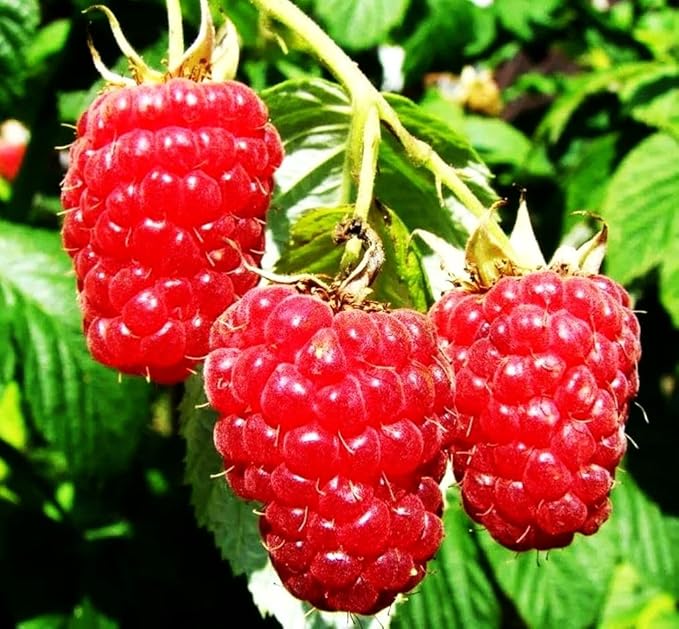 Non-GMO raspberry seeds for home gardening