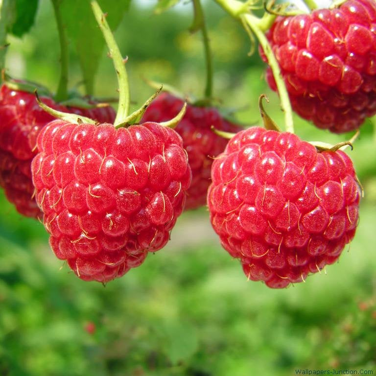 Raspberry Rubus Idaeus seedlings emerging from seeds