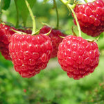 Raspberry Rubus Idaeus seedlings emerging from seeds