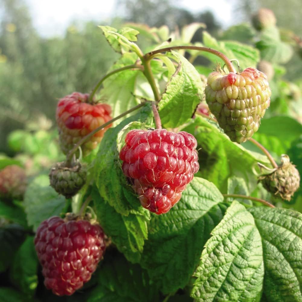 Brandywine Raspberry Color Brandywine Raspberry Seeds – Rubus idaeus Variety for Abundant Yield ...