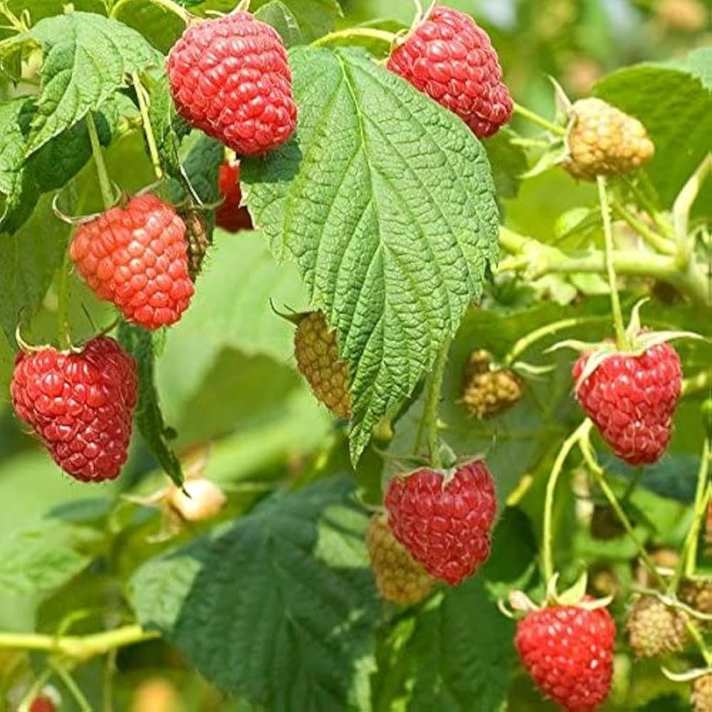 premium raspberry seeds for planting garden use