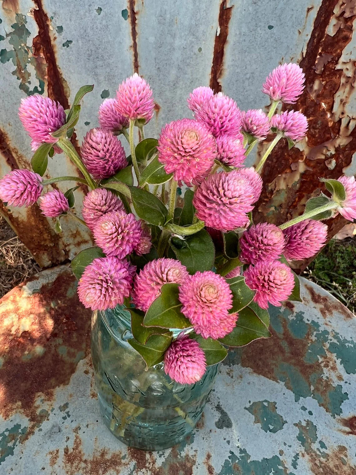 Raspberry Cream
 Gomphrena Seed