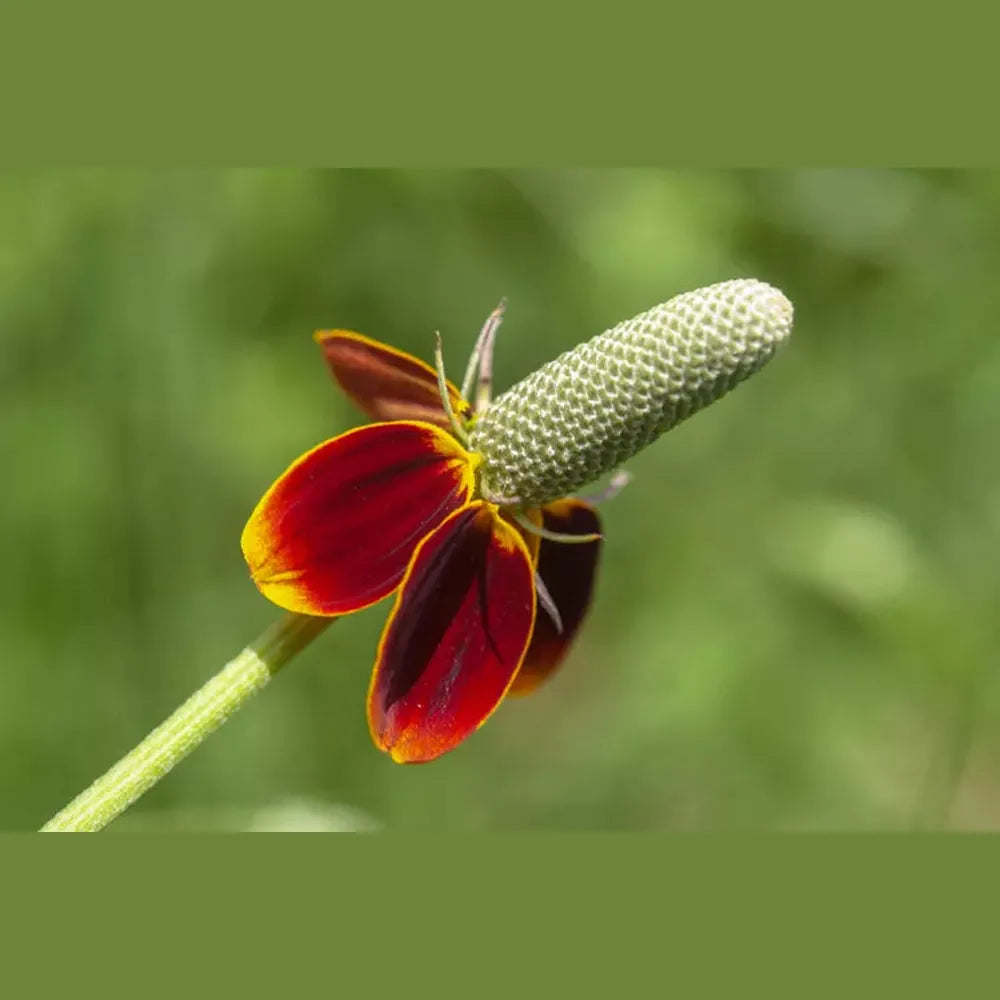 Mexican Hat Seeds