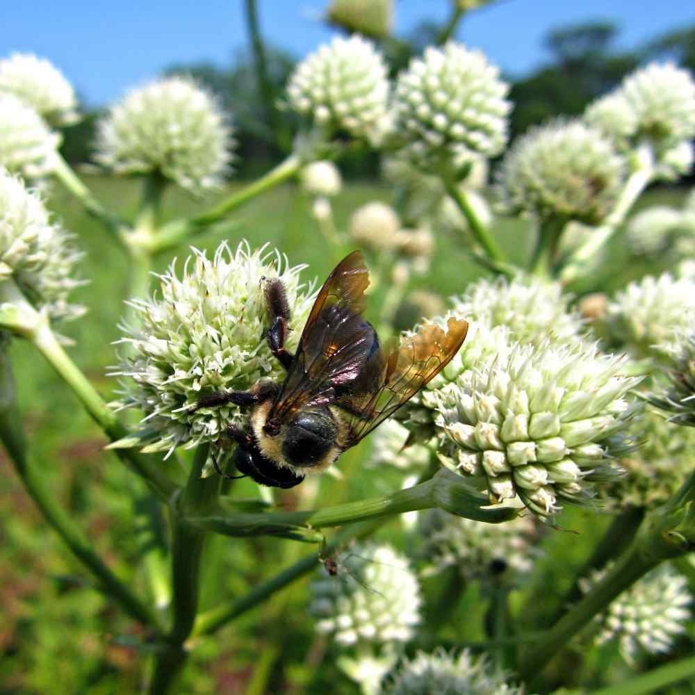 Eryngium Yuccifolium Rattlesnake Master Plant Seeds