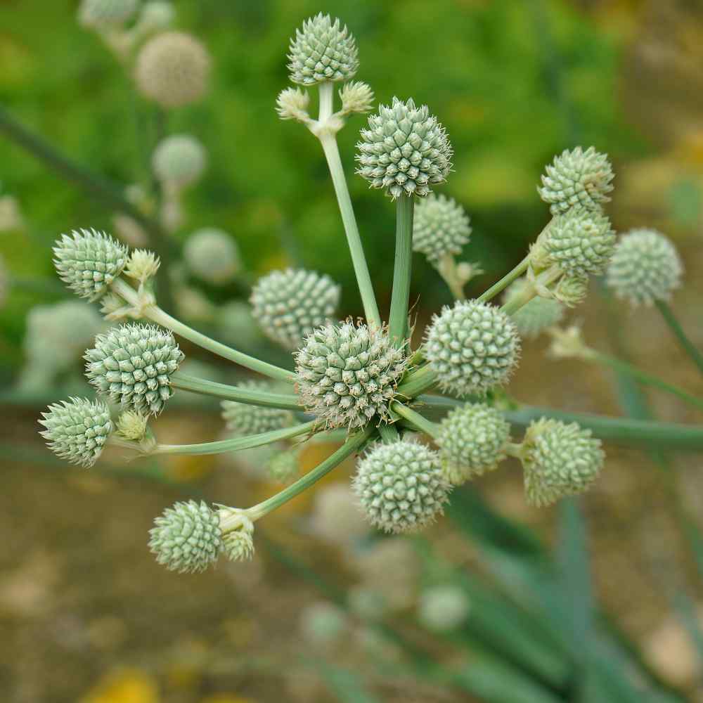 Eryngium Yuccifolium Rattlesnake Master Plant Seeds