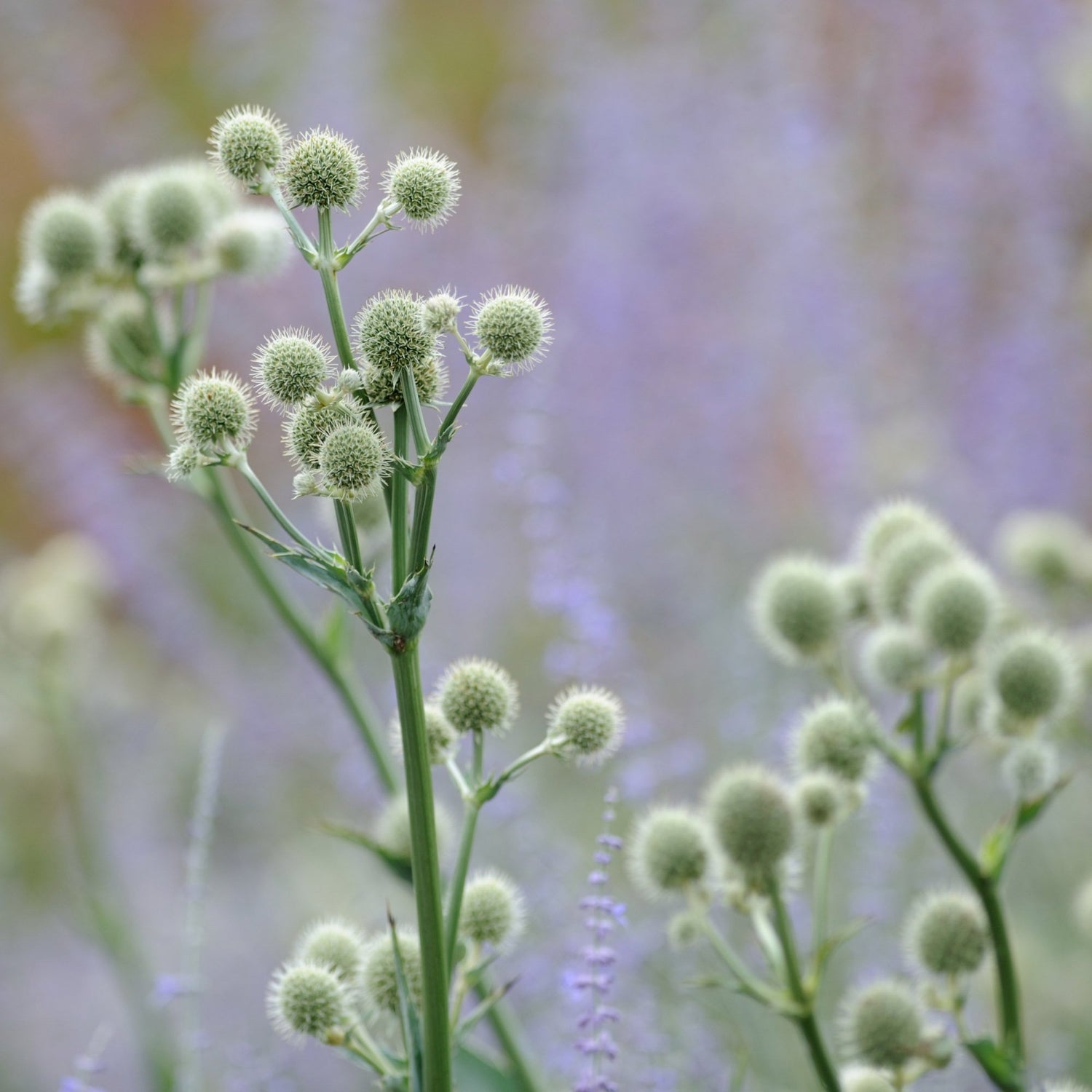 Eryngium Yuccifolium Rattlesnake Master Plant Seeds