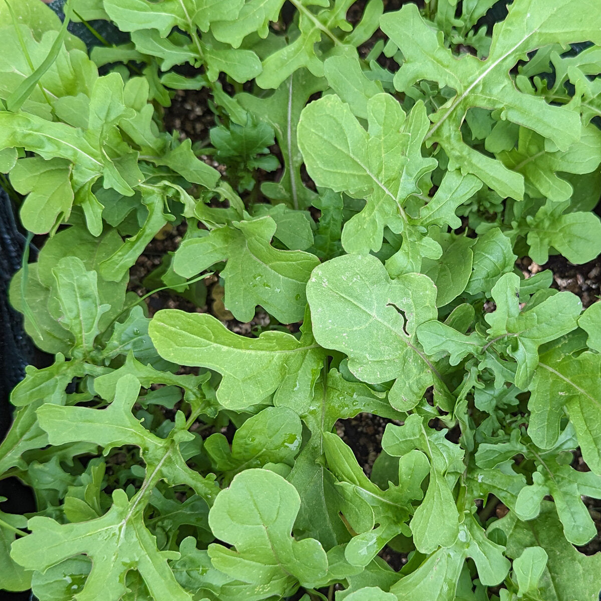 Esmee Organic Salad Arugula Seed