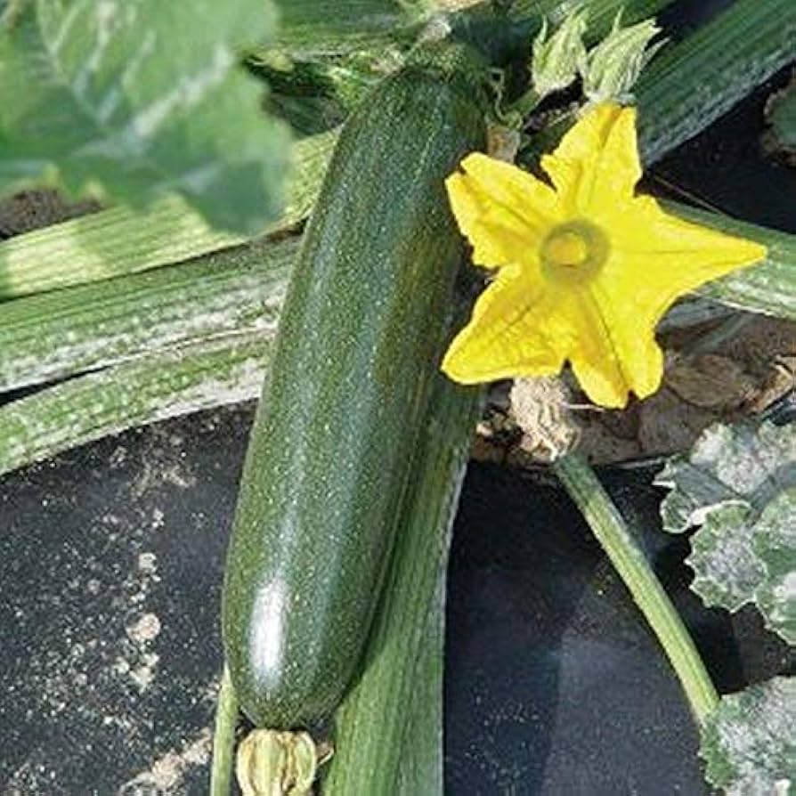Raven Squash Seeds – Glossy Dark Green Zucchini with Early Maturity - Dharaseeds