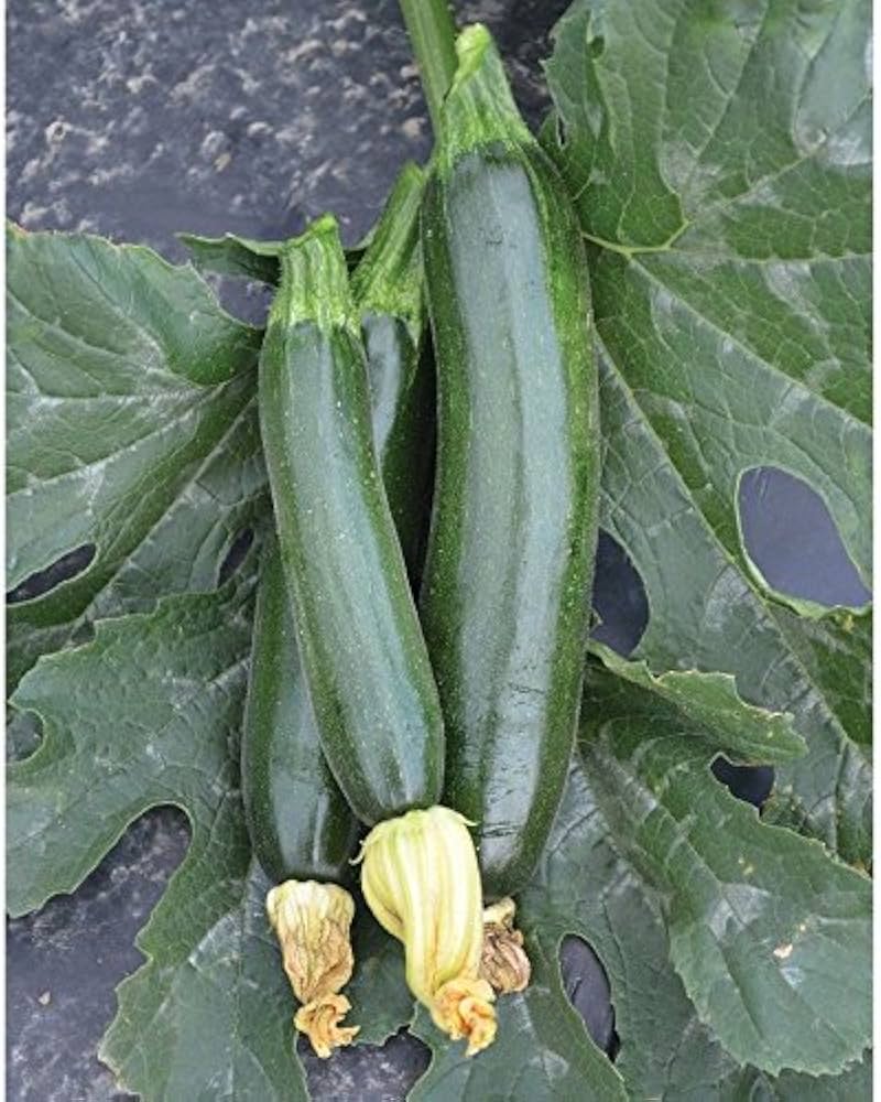 Raven Squash Seeds – Glossy Dark Green Zucchini with Early Maturity - Dharaseeds