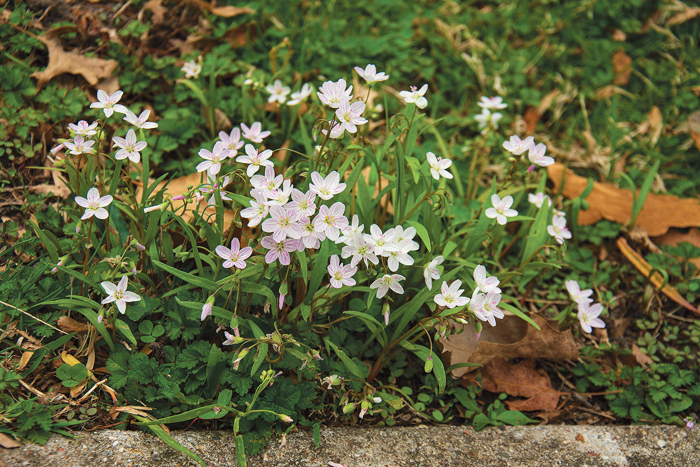 Cottage Pink Seeds - Spring Beauty