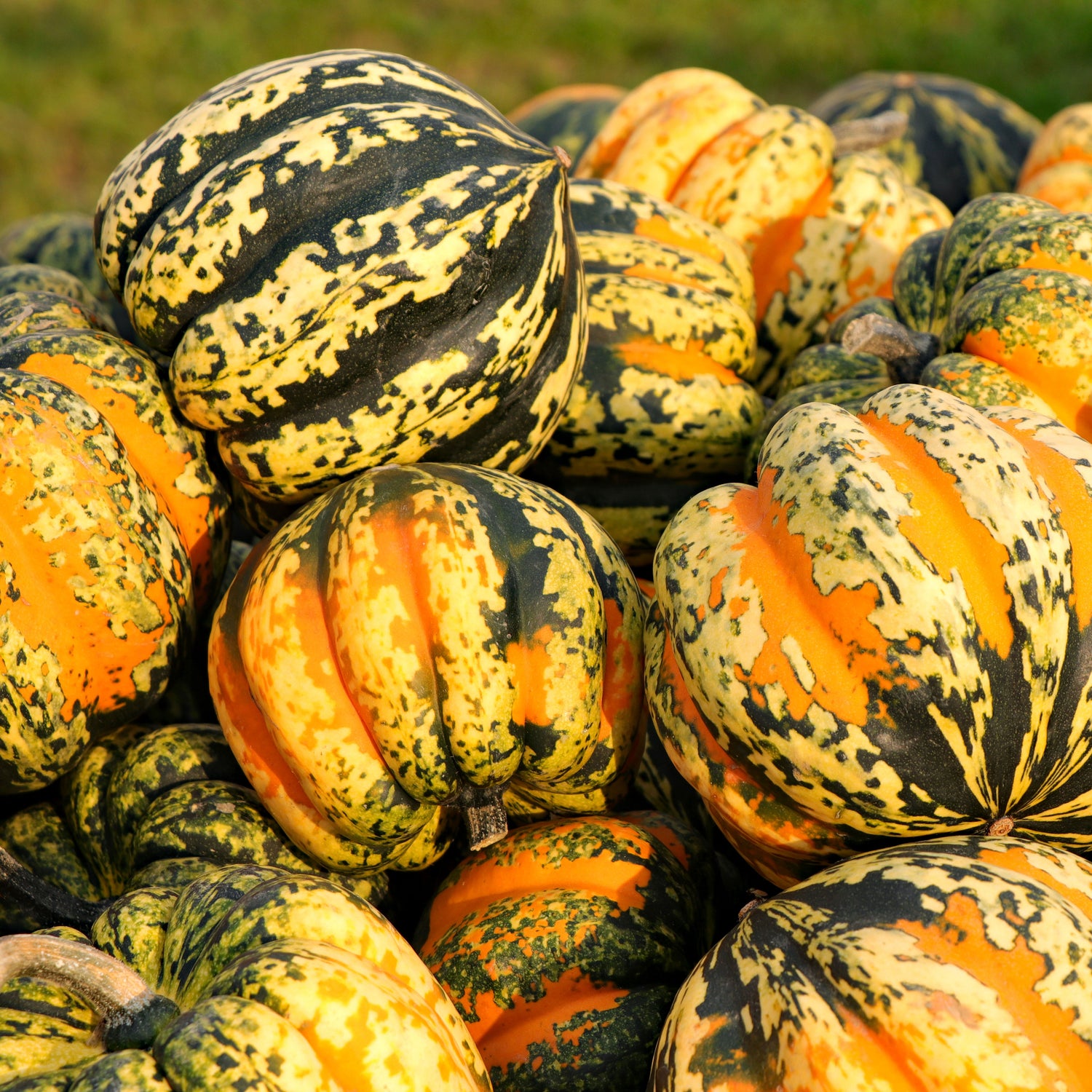 Tatuma Squash Seeds for Planting Cucurbita pepo for Vegetable Patch and Home Garden