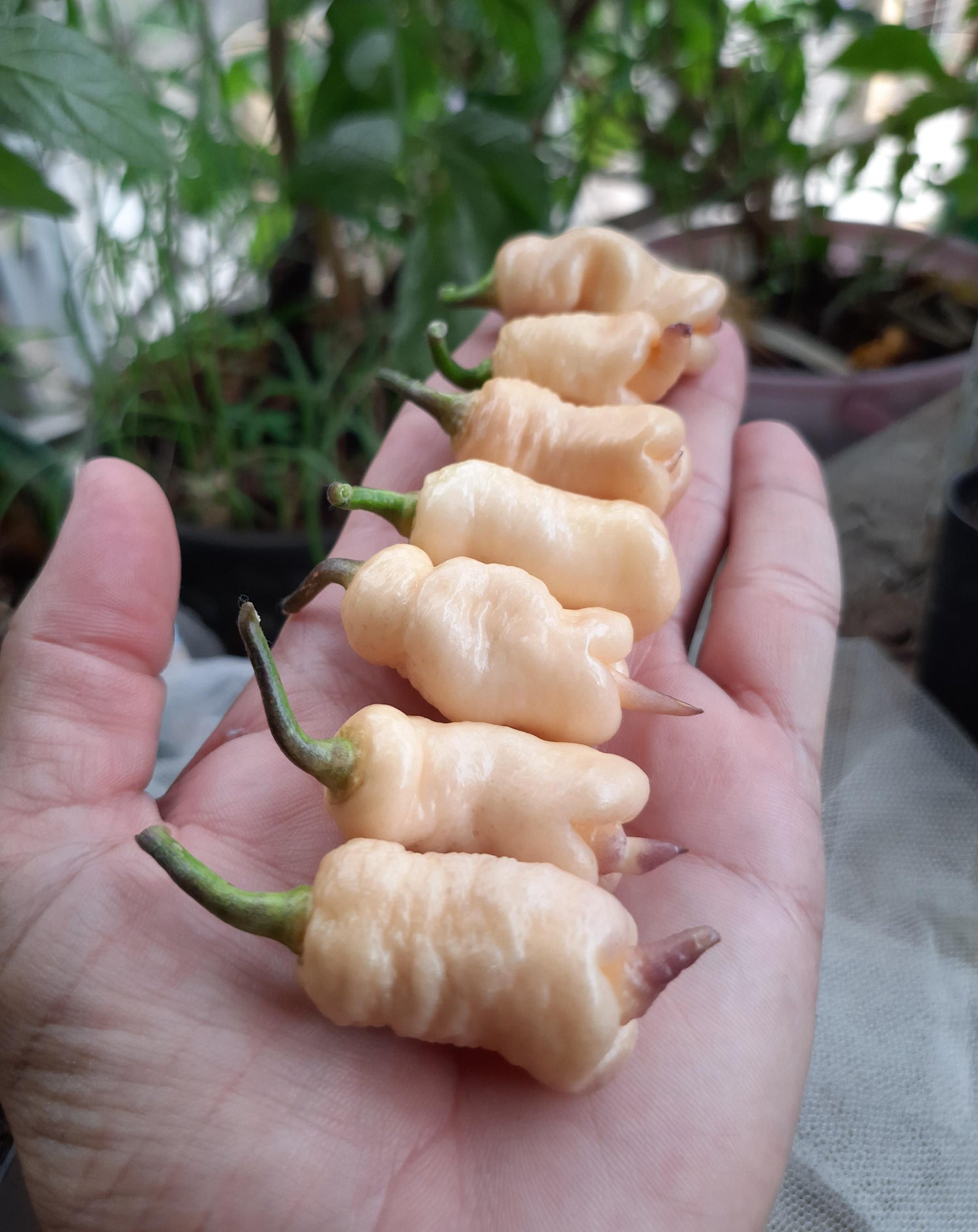 Reaper Pink Peach pepper seeds Hot – Heirloom, Non-GMO, High Germination Organic Garden Seeds