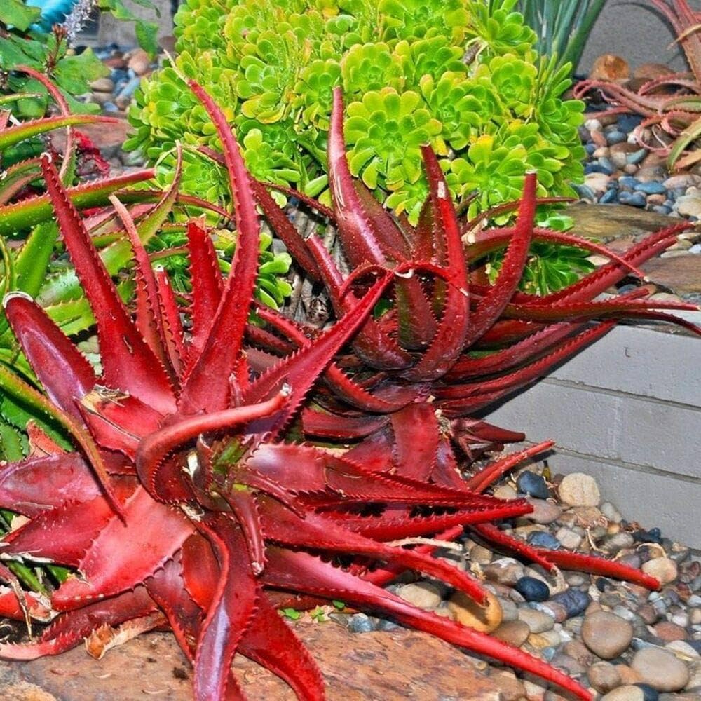 Red Aloe decorative plant for dry garden