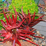 Red Aloe decorative plant for dry garden