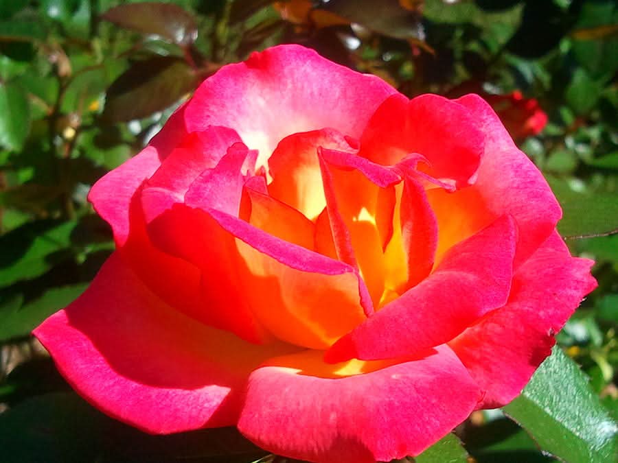 Bonsai Rose Flower Seeds for Planting – Heirloom, Non-GMO Garden Seeds