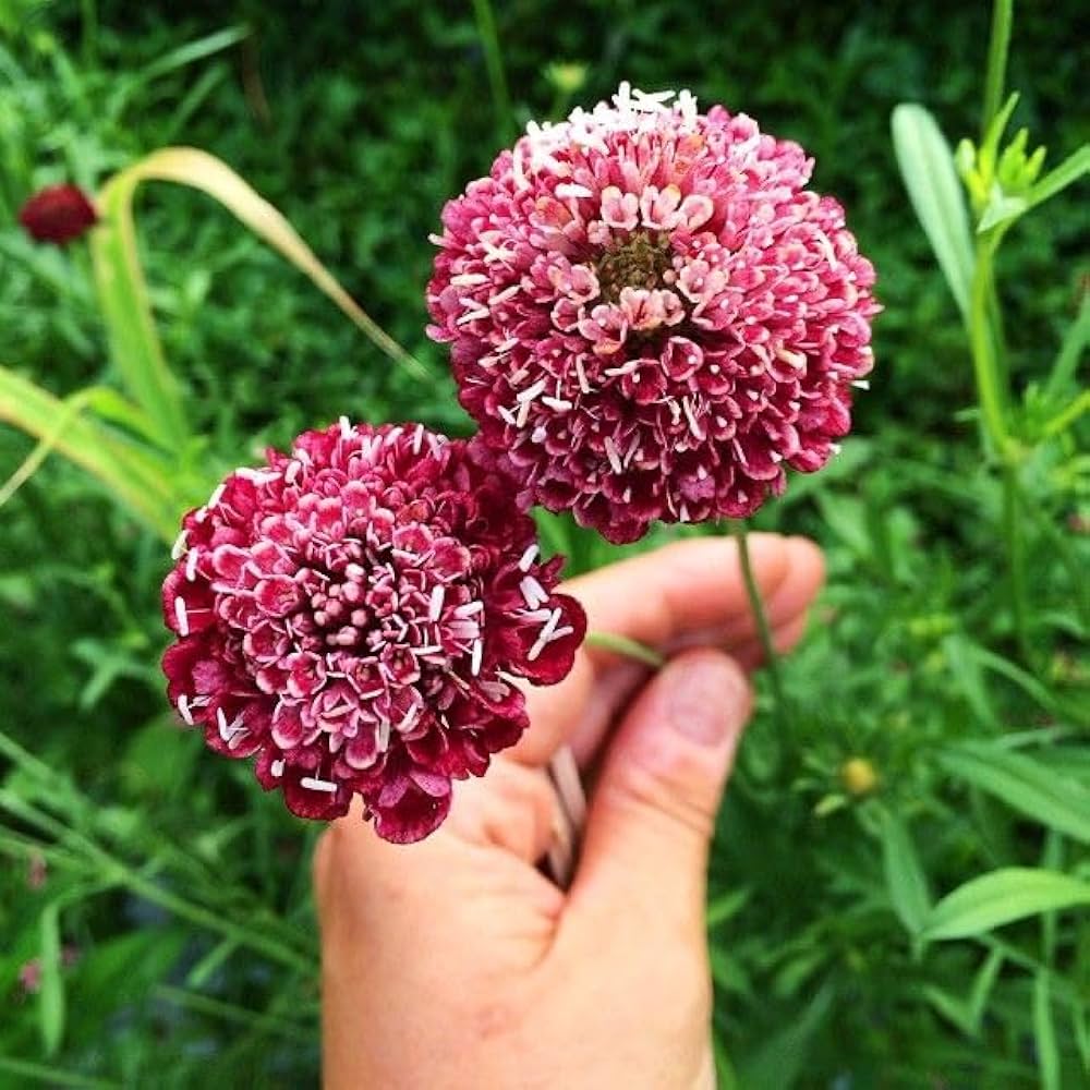 Red and White Scabiosa Flower Seeds – Hardy Perennial Mix - Dharaseeds