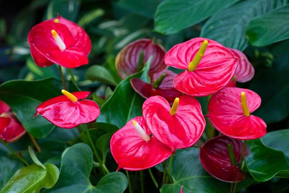 Anthurium Andraeanum Flowering Seeds For Planting and home Decor