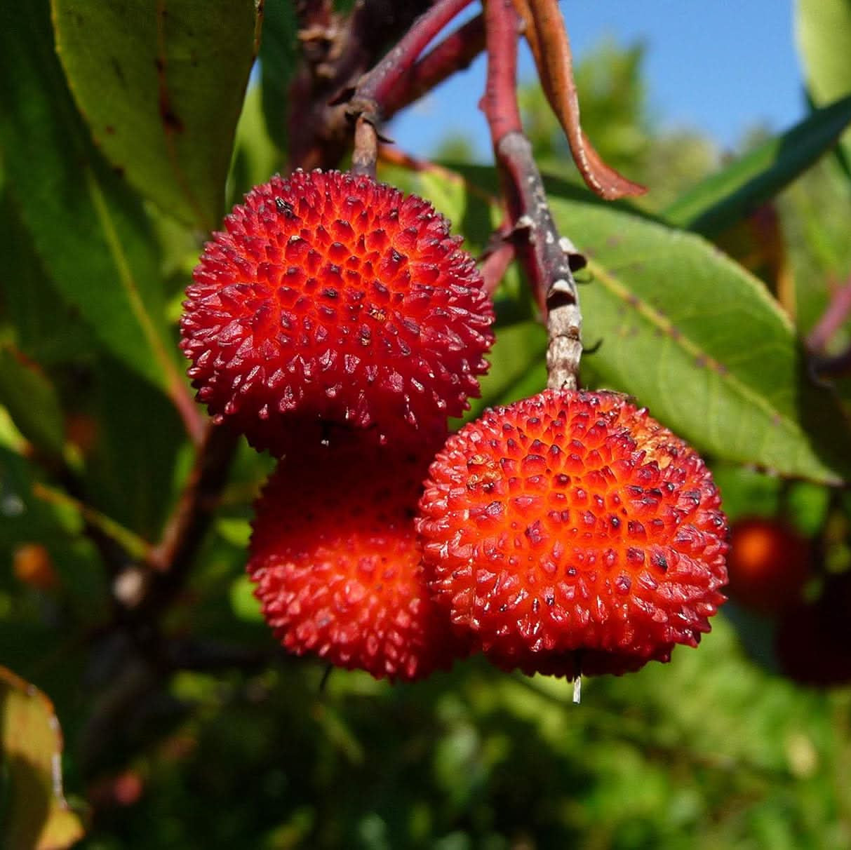 Red Arbutus seeds for landscape and ornamental planting