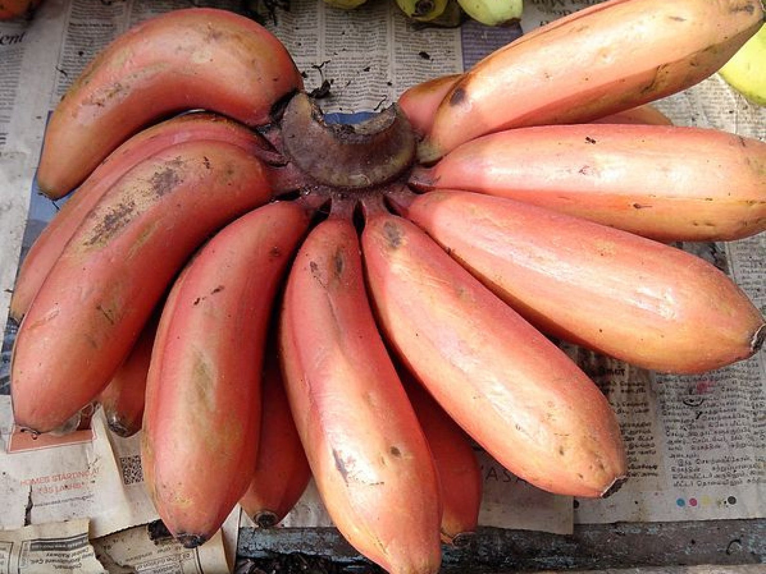 Red Banana – A Sweet and Nutritious Twist on a Classic