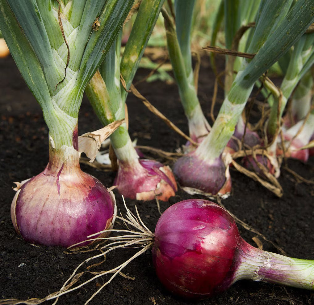 Red Baron onion garden seeds for planting organic