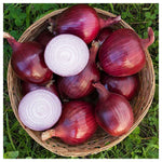 Non GMO Red Baron onion seeds high germination quality