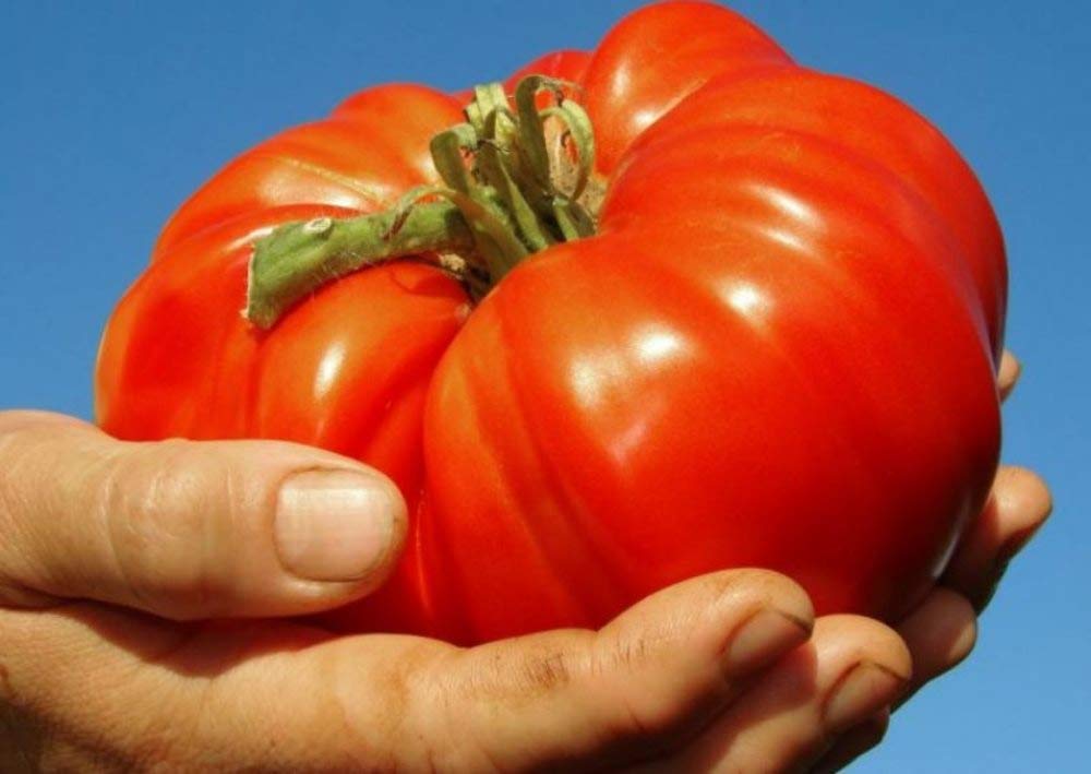 Red Beefsteak tomato seeds – large, juicy heirloom fruits for slicing - Dharaseeds