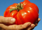 Red Beefsteak tomato seeds – large, juicy heirloom fruits for slicing - Dharaseeds