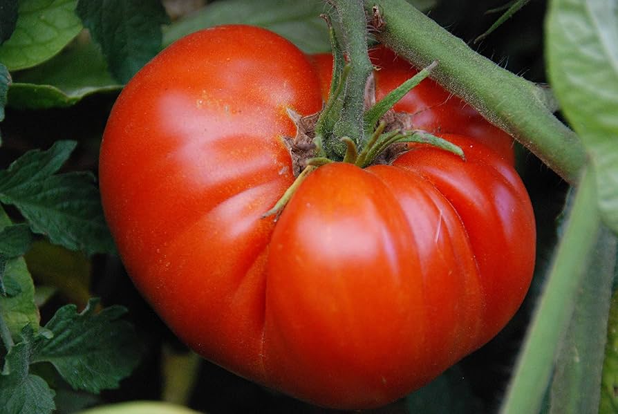 Red Beefsteak tomato seeds – large, juicy heirloom fruits for slicing - Dharaseeds