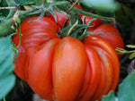 Red Beefsteak tomato seeds – large, juicy heirloom fruits for slicing - Dharaseeds