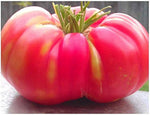 Red Brandywine tomato seeds – heirloom variety for rich, full - flavored fruits - Dharaseeds