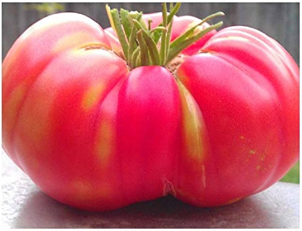 Red Brandywine tomato seeds – heirloom variety for rich, full - flavored fruits - Dharaseeds