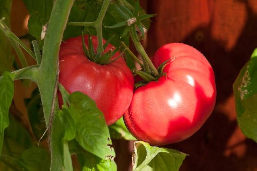 Red Brandywine tomato seeds – heirloom variety for rich, full - flavored fruits - Dharaseeds