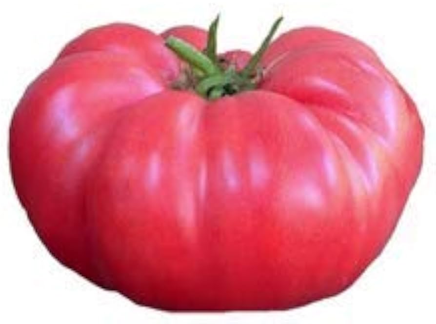 Red Brandywine tomato seeds – heirloom variety for rich, full - flavored fruits - Dharaseeds