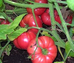 Red Brandywine Tomato Solanum lycopersicum vegetable seeds for vertical garden and backyard use - Dharaseeds