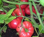 Red Brandywine Tomato Solanum lycopersicum vegetable seeds for vertical garden and backyard use - Dharaseeds