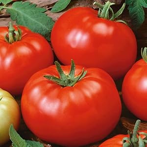 Red Brandywine Tomato Solanum lycopersicum vegetable seeds for vertical garden and backyard use - Dharaseeds
